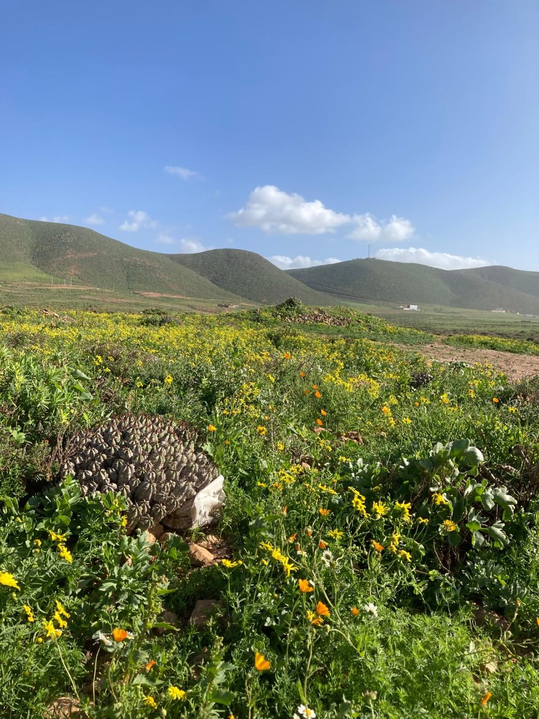 Spring flowers blooming in the Anti-Atlas mountains